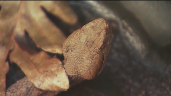 Georgia woman hospitalized after venomous snakebite in Villa Rica Walmart parking lot