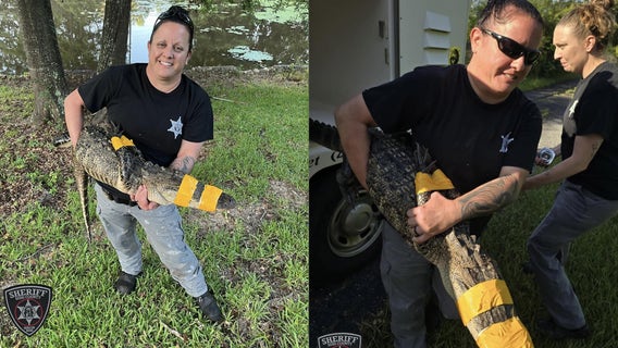 Alligator safely relocated from Bibb County pond