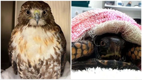 Rescued red-tailed hawk, turtle treated at Chattahoochee Nature Center