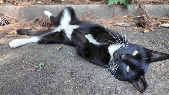 Cats rescued from condemned College Park apartments up for adoption