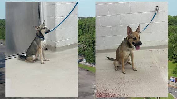 Dogs rescued from scorching hot vehicle at Marietta water park, man arrested