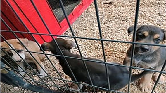 Puppies abandoned at Goodwill, Henry County police seek culprit