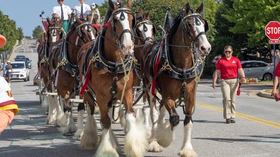 Budweiser's Clydesdales coming to Atlanta for MLB All-Star Game