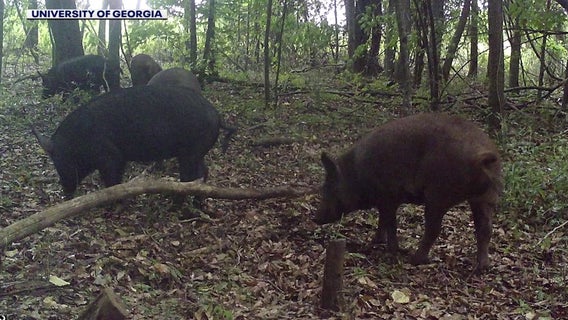 Pig problems: Georgia's whole hog approach to battling invasive swine