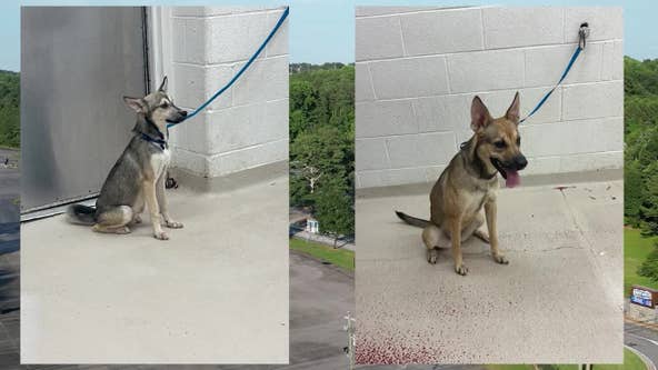 Dogs rescued from scorching hot vehicle at Marietta water park, man arrested