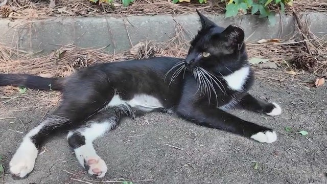 Dozens of cats need rescue from condemned College Park apartments