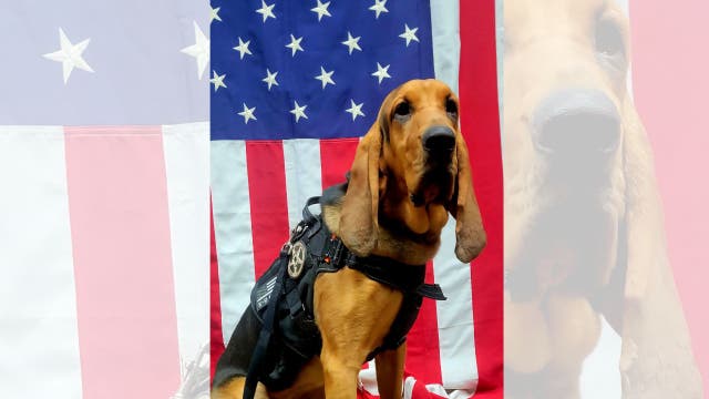 North Georgia K-9 dies in hot car, deputy fired