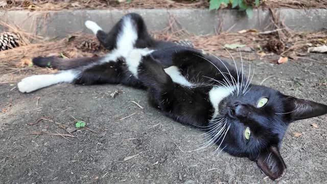 Cats rescued from condemned College Park apartments up for adoption
