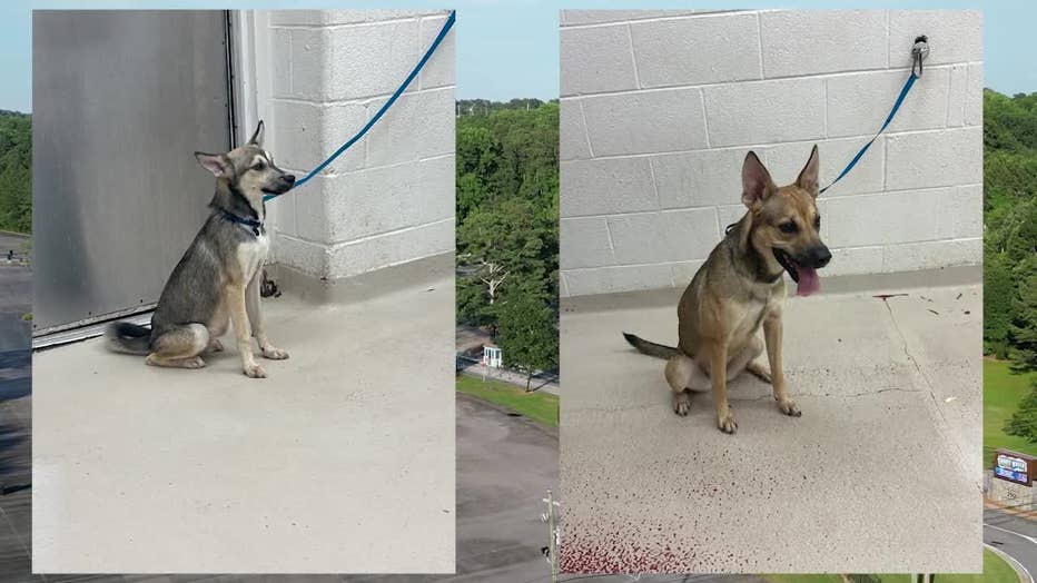 Marietta police officers rescued two dogs from a hot car parked at Six Flags White Water in Marietta on July 5, 2025.