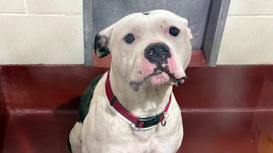 Cobb County Animal Services says a dog was left in a wire crate in the bed of a scorching hot pick up truck.
