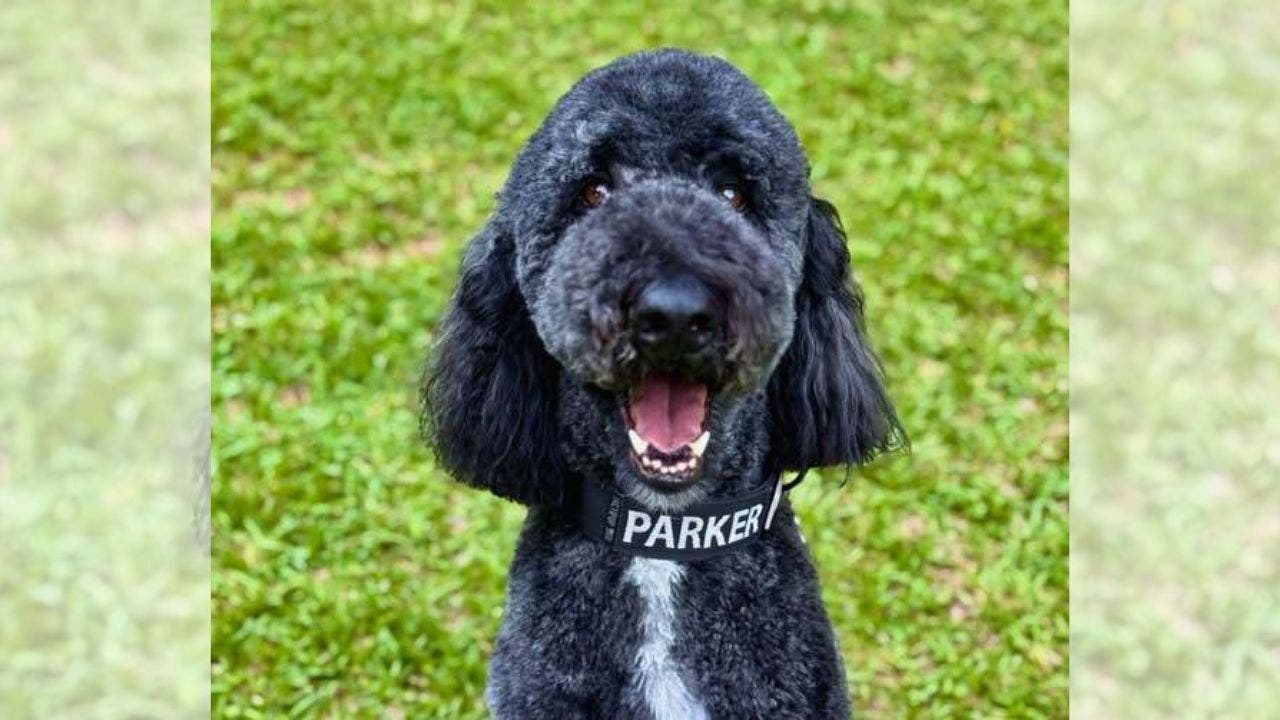 Cherokee County service dog could win national award