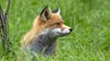 Rabid fox attacks child in Peachtree City neighborhood