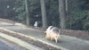 Pot-bellied pig takes a stroll in Dunwoody: Police escort 'Ham-bassador' home
