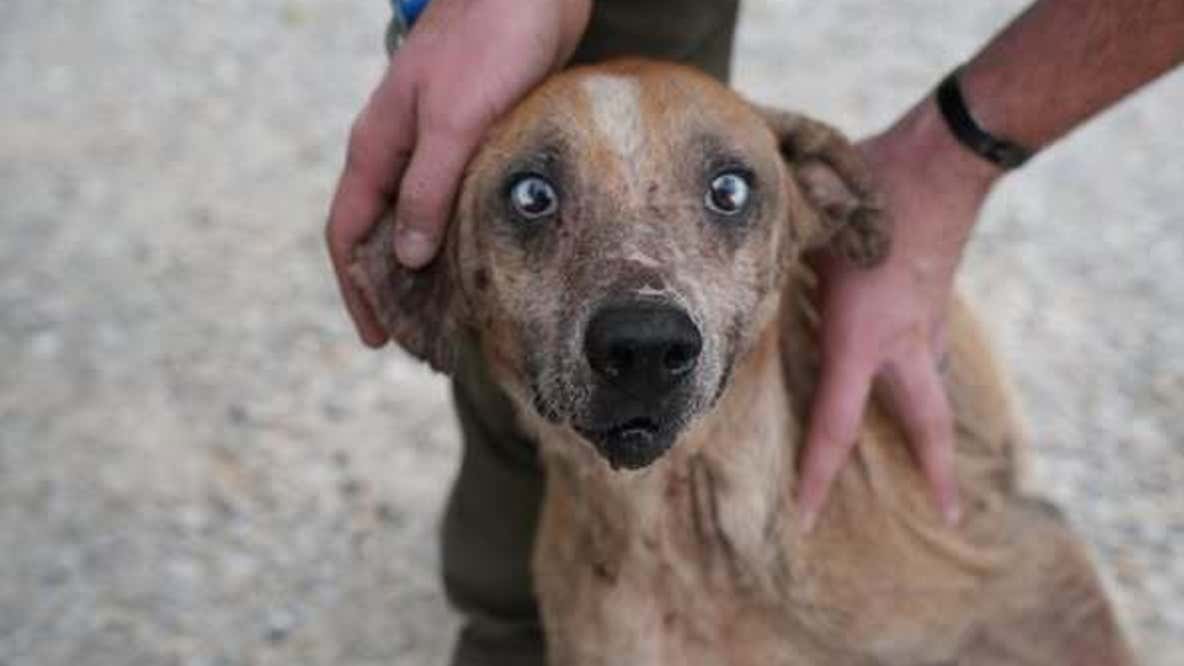 Dozens of dogs rescued in major Catoosa County animal cruelty crackdown