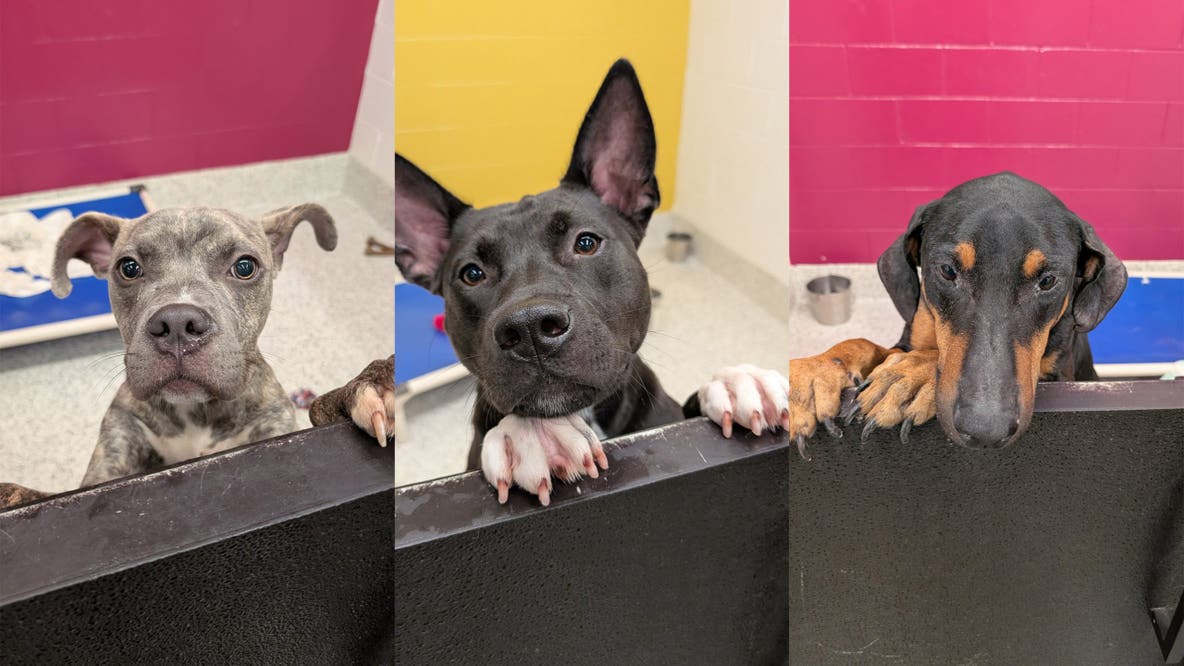 Fulton County Animal Services looking for adoptive or foster homes