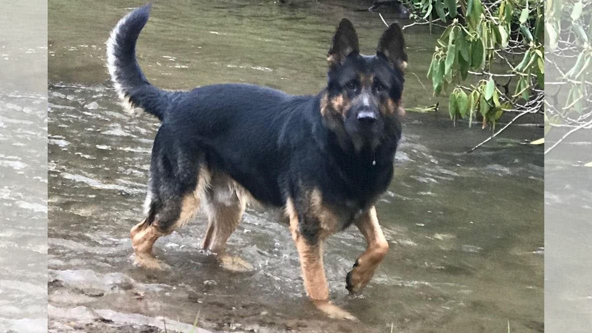 Retired Gainesville police K9 passes away