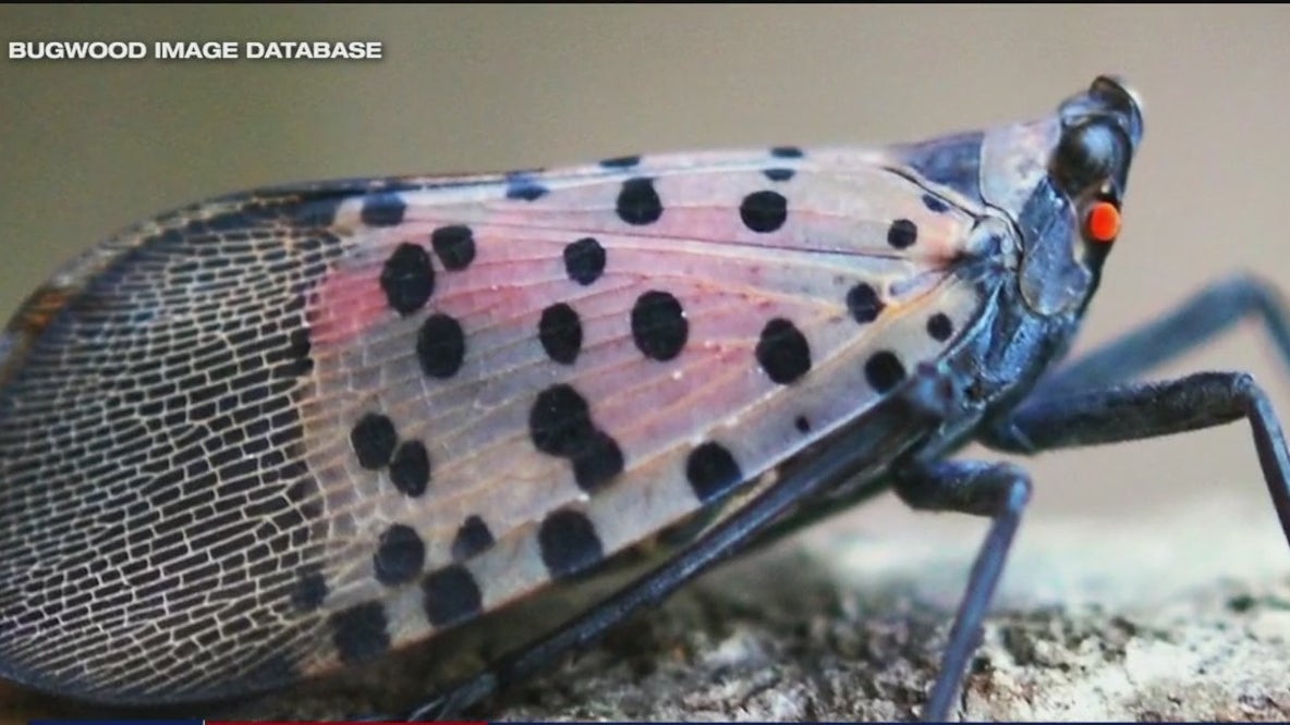 How researchers urge you to help combat invasive insect found in Fulton County