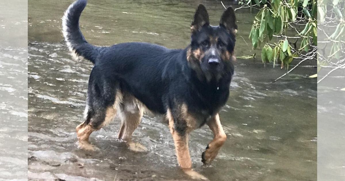 Retired Gainesville police K9 passes away | FOX 5 Atlanta