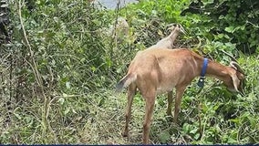 Team of goats deployed by railroad to clear invasive kudzu at Inman Yard