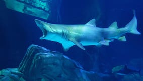 Separating shark fact from shark fiction at Georgia Aquarium