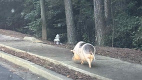 Pot-bellied pig takes a stroll in Dunwoody: Police escort 'Ham-bassador' home
