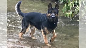 Retired Gainesville police K9 passes away