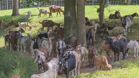 Goats take over Lilburn park in fight against invasive vines