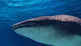 Georgia Aquarium mourns loss of longtime whale shark Taroko