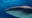 Georgia Aquarium mourns loss of longtime whale shark Taroko