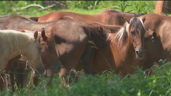 Horseback adventures await in North Georgia Mountains