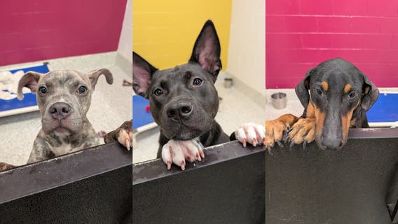 Fulton County Animal Services looking for adoptive or foster homes