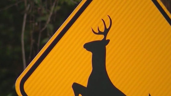 Peachtree Corners concerned about growing deer population