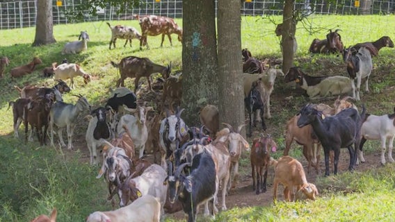 Goats take over Lilburn park in fight against invasive vines