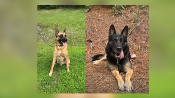 Union County K9 officers help catch suspect who ran from deputies