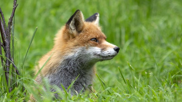 Rabid fox attacks child in Peachtree City neighborhood