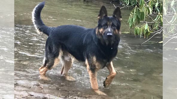 Retired Gainesville police K9 passes away