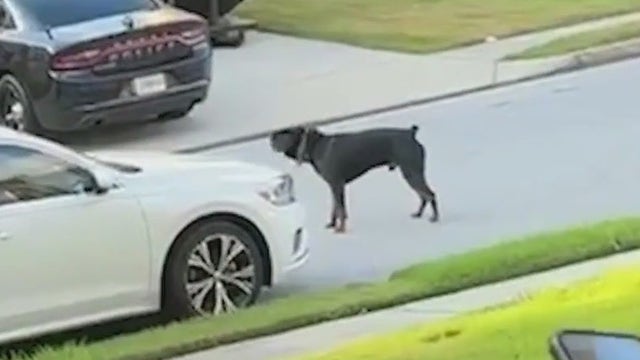 Clayton County neighbors divided after officer kills dog chasing boy