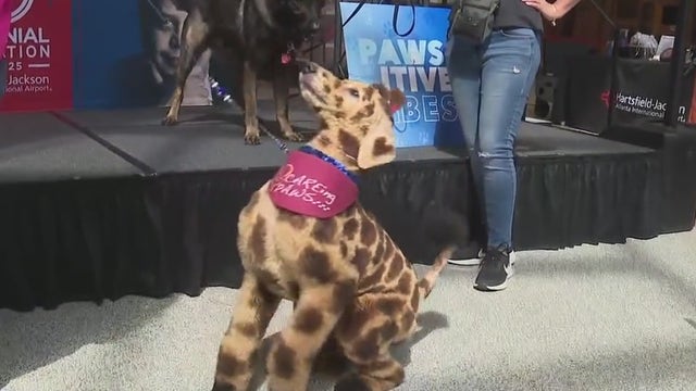 Therapy dogs offering comfort coming to Hartsfield-Jackson Atlanta airport