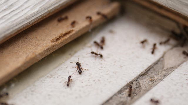 Atlanta named 4th buggiest city in the US, study finds