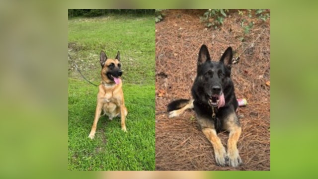 Union County K9 officers help catch suspect who ran from deputies