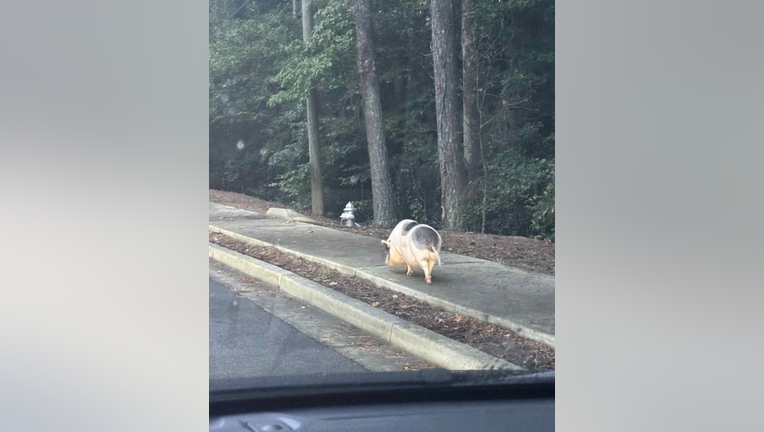 The Dunwoody Police Department posted this photo to its Facebook page showing an escaped pot-belly pig along Peeler Street in Dunwoody on Aug. 6, 2025.