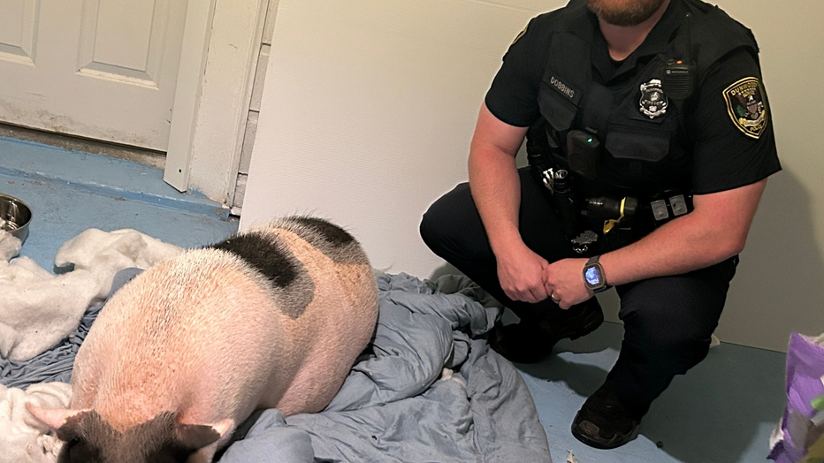 The Dunwoody Police Department posted this photo to its Facebook page showing an escaped pot-belly pig back home in Dunwoody on Aug. 6, 2025.