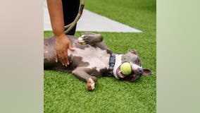 Meet Cali, Good Day Atlanta's Pet of the Day