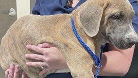 Puppy dies in Rockdale County after being thrown from car