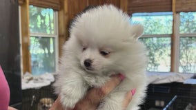 Three arrested in Meriwether County after violent puppy theft