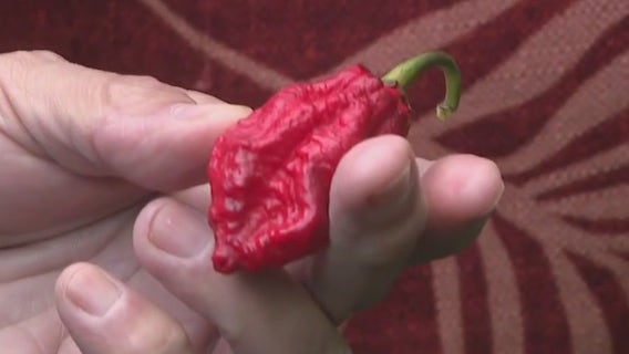 Chile pepper business adds even more heat to Georgia