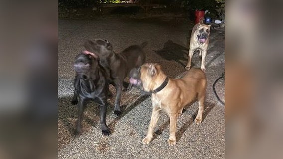 Police: Tyrese Gibson's dogs attack, kill neighbor’s dog