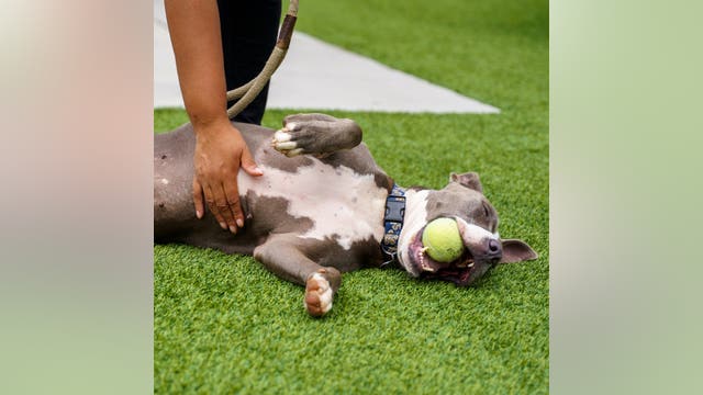 Meet Cali, Good Day Atlanta's Pet of the Day