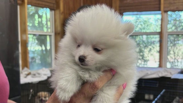 Three arrested in Meriwether County after violent puppy theft