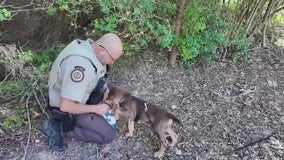 Watson the Bloodhound begins training in Fayette County